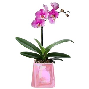 Pousses d'orchidées <span class=keywords><strong>Phalaenopsis</strong></span> et <span class=keywords><strong>Dendrobium</strong></span> en pot – Fleurs vertes purifiantes pour salons et intérieurs – Entretien facile - Product Image 5