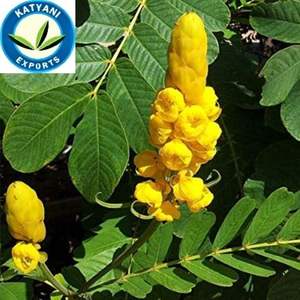 Aceite esencial de Casia premium: precios al por mayor de India puro y natural para masaje de aromaterapia crecimiento del cabello y cosméticos - Product Image 4