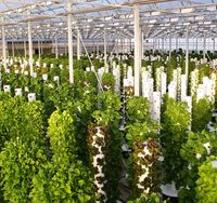 Système de serre de tomates d'intérieur Systèmes de culture hydroponique Serre