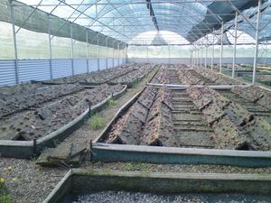 Specialized tomatenkweekkas met mobiele banken en groeilampen voor gezonde, sterke planten - Product Image 2