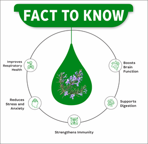 Gotas de Extracto de Romero |   Rosmarinus officinalis |    Soporte para la memoria, circulación, antioxidante | Frascos cuentagotas de 30 ml - Product Image 3