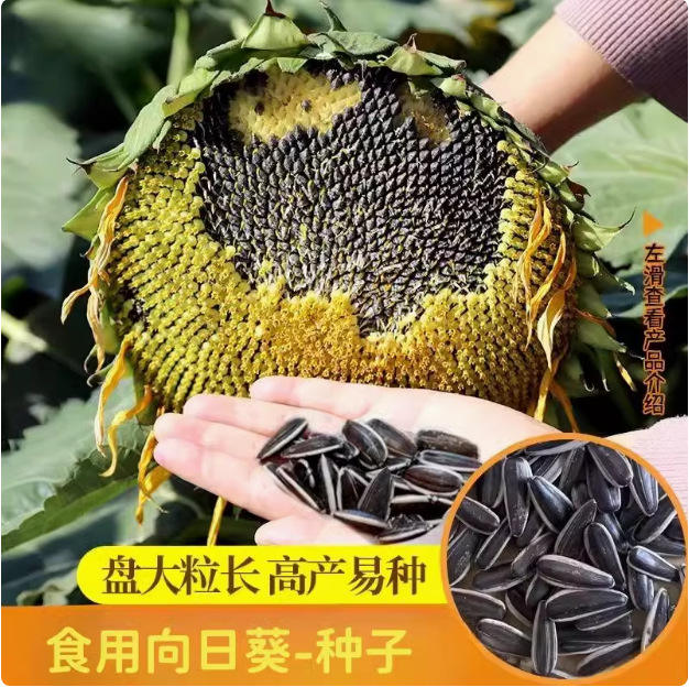 กินดอกทานตะวัน