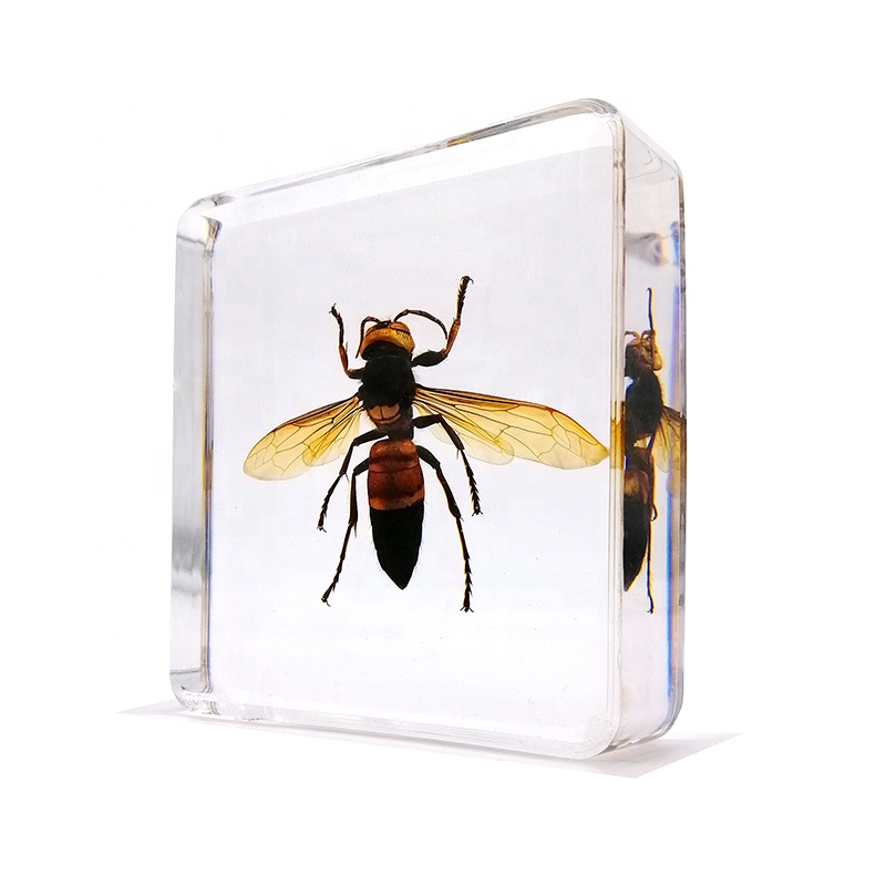 Образец из смолы Taxidermy Tiger Wasp, насекомые, жуки, летающие открытые крылья, летающие домашние декоративные блоки, поделки из смолы