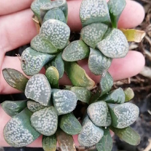 Commercio all'ingrosso di <span class=keywords><strong>piante</strong></span> succulente da interno <span class=keywords><strong>piante</strong></span> ornamentali <span class=keywords><strong>Haworthia</strong></span> - Product Image 2