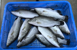 Barramundi Congelado Entero, Pescado Fresco Congelado en el Mar, Buena Calidad a Precio Económico - Product Image 2