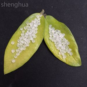 Meilleur prix HP500N granules de résine de polypropylène vierge homopolymère matières plastiques brutes accessoires d'outils électriques poudre de moulage - Product Image 6