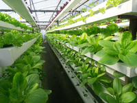 Système hydroponique NFT Seedafarm à croissance rapide et haut rendement, haute rigidité, cycle de récolte court, économie d'engrais et d'eau, 3 mois