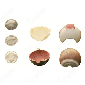 Modelo de Ojo <span class=keywords><strong>Humano</strong></span> Sciedu, Modelo de Anatomía <span class=keywords><strong>del</strong></span> Ojo <span class=keywords><strong>Humano</strong></span> Ampliado y <span class=keywords><strong>Desmontable</strong></span> en 7 Partes, Estructura <span class=keywords><strong>del</strong></span> Ojo, Modelo de Ojo <span class=keywords><strong>Humano</strong></span> para Enseñanza Médica - Product Image 5
