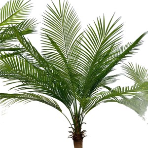 <span class=keywords><strong>Palmier</strong></span> à aiguilles simulé à tige unique, plante artificielle verte <span class=keywords><strong>en</strong></span> <span class=keywords><strong>pot</strong></span> pour l'aménagement paysager, <span class=keywords><strong>petit</strong></span> cocotier - Product Image 4