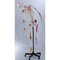 Modèle de squelette humain naturel de 170 cm, articulé, avec coloration musculaire, modèle de squelette humain complet, corps entier, médical