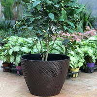 Plante en pot en résine de figuier à feuilles de violon Pachira doré, Dracaena, à feuillage durable pour salons et balcons