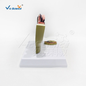 Modèle médical d'organe pelvien masculin, version de bureau, modèle de formation et d'enseignement en urologie, vente en gros. - Product Image 3