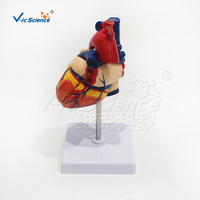 Modelo de Corazón Natural Grande, Ecológico, de PVC Reutilizable, para Demostración de Estructura, para Enseñanza de Anatomía en Laboratorios Médicos, con Certificaciones CE/ISO/ROHS/CNAS