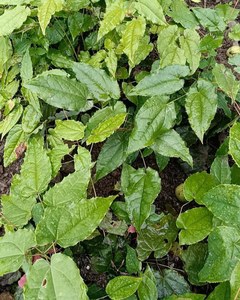 Epimedium Horny Goat Weed Yağı - Spor ve Erkek Sağlığı için Doğal Canlılık ve Dayanıklılık Arttırıcı |   Geleneksel Adaptogen Özü - Product Image 3