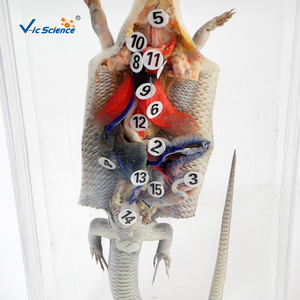 Dissección de lagartos, restauración de especímenes por inmersión, plexiglás acrílico y mantenimiento de especímenes didácticos de biología para - Product Image 4