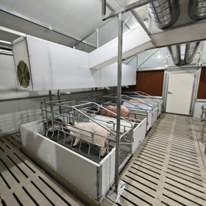 Chuồng nuôi lợn sinh đôi với sàn nhựa có rãnh để chăm sóc heo con dễ dàng - Product Image 4