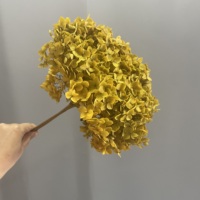 Dekorative Blumen Langlebige Echte Getrocknete Konservierte Grüne Hortensien - Chinesisches Neujahr & Muttertag Fabrikpreis