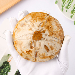 Nhà Máy Giá Biển Echinoid Sao Tinh Thể Chữa Bệnh Đá Khoáng Sản Mẫu Vật Biển Nhím Hóa Thạch Vỏ Sò Sao Biển Hóa Thạch - Product Image 2