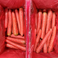 Carottes fraîches de taille moyenne pour l'exportation au Canada
