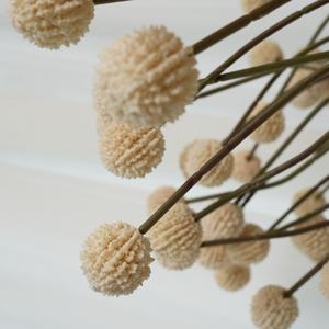 Getrocknete natürliche Mini kleine Ananas glückliche Blume, 1cm Gänseblümchen blume, Wohnkultur, Blumen arrangement - Product Image 1