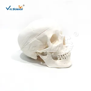 成人颅骨模型可分为3个部分的颅骨