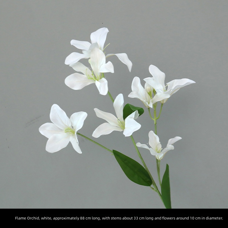 Orchidée flamme