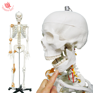 Modèle de squelette humain avec demi-<span class=keywords><strong>ligament</strong></span> et nerfs spinaux FRT002B Modèle de squelette anatomique grandeur nature - Product Image 2