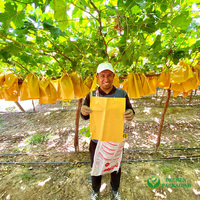 Dragon Fruit Cover Mango Bescherming Zak Fruit Beschermende Papieren Zak