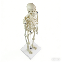 Modelos Anatómicos de 45 cm de PVC de Alta Calidad, Mini Juguete Educativo de Ciencias Médicas, Modelo de Esqueleto Humano para Niños