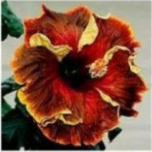 Variété d'Hibiscus mutabilis facile à cultiver pour la décoration des jardins fleuris et l'aménagement extérieur - Product Image 4