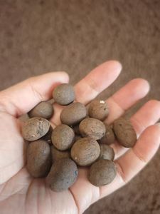 Billes d'argile expansée (LECA) légères à prix abordable pour drainage des plantes, hydroponie et mélange <span class=keywords><strong>de</strong></span> rempotage - Product Image 4