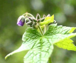 漢方薬乾燥リュウゼツグサ葉エキス リュウゼツグサエキス - Product Image 2