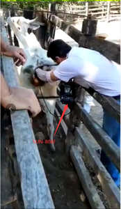 Ecógrafo Veterinario Económico para Pruebas <span class=keywords><strong>de</strong></span> <span class=keywords><strong>Embarazo</strong></span> en Cerdas, Ovejas y Ganado, con Sonda Mecánica - Product Image 5