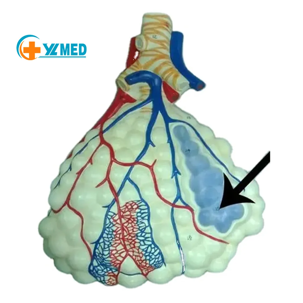 Sistema respiratorio avanzado de pvc de alta calidad, modelo alveolar de pulmones humanos con aumento de anatomía