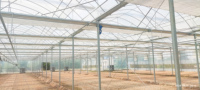 Grande serre agricole gothique Venlo à simple travée avec aérations de toit en forme de papillon, structure en acier galvanisé à chaud, couverture en film, haute performance