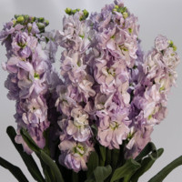 Bunga Matthiola Violet Bentuk Panjang, Kecantikan dan Cinta Abadi, Bunga Alami Dewi Venus, Bunga Potong Segar