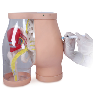 Mannequin d'<span class=keywords><strong>injection</strong></span> <span class=keywords><strong>intramusculaire</strong></span> en PVC pour l'entraînement des fessiers, modèle anatomique pour la formation des infirmières, sciences médicales - Product Image 1
