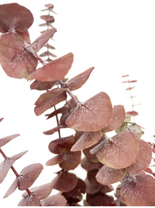 Vente en gros de <span class=keywords><strong>feuilles</strong></span> d'<span class=keywords><strong>eucalyptus</strong></span> séchées de haute qualité, tiges naturelles, branches écologiques pour la décoration de douche, fleurs séchées véritables - Product Image 4