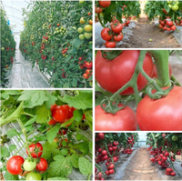 Serre en polycarbonate de type Venlo pour l'extérieur, grande taille, toutes saisons, plaque en polycarbonate de 8 mm, cadre super résistant pour la culture de légumes et de fleurs