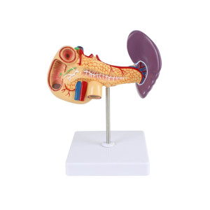 Anatomisch Model Alvleesklier, Milt En Twaalfvingerige Darm - Product Image 2