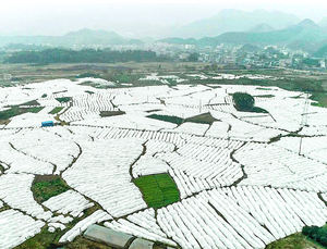 ผ้าไม่ทอคลุมต้นไม้ป้องกันหิมะป้องกันน้ำค้างแข็งสำหรับสวนพืชเรือนกระจก - Product Image 3