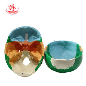 FRT021 แบบจำลองกะโหลกศีรษะขนาดใหญ่สีธรรมชาติ พร้อมการสาธิตการแยกสีกระดูกสำหรับการเรียนการสอน; แบบจำลองกะโหลกมนุษย์สำหรับการแยกสีกะโหลกทางการแพทย์ - Product Image 5