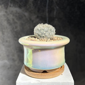 Maceta para Suculentas, Perlada, Iridiscente, Electrochapada, Deslumbrante, Personalizada, Fresca, Transpirable - Product Image 5