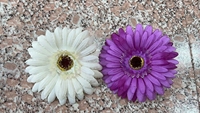 Offre Spéciale – Bouquet de 5 Têtes de Fleurs Artificielles Blanches en Soie de Qualité Supérieure, Idéal pour la Maison, le Jardin ou la Décoration Murale