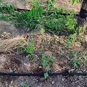 Cinta de goteo para riego de tierras de cultivo con emisores planos de plástico de 16mm, adecuada para granjas - Product Image 5