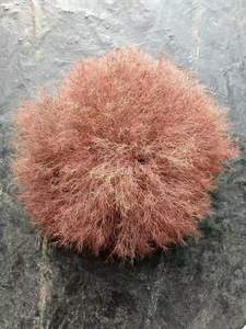 2025 Vente Chaude 20-30cm Préservé Tumbleweed Fleurs Séchées pour Table Basse Décoration Arrangements De Mariage Saint Valentin - Product Image 6