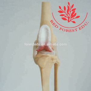 Honden Kniegewricht Modelstadia Van Hondenosteoporose Model - Product Image 5