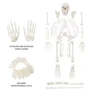 Huesos FRT001-2 de PVC de alta calidad, esqueleto desarticulado, con calavera humana, 206 unidades