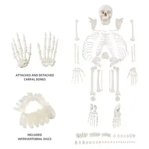 <span class=keywords><strong>Huesos</strong></span> dispersos con Calavera, <span class=keywords><strong>cuerpo</strong></span> <span class=keywords><strong>humano</strong></span> completo, Material <span class=keywords><strong>de</strong></span> PVC <span class=keywords><strong>de</strong></span> alta calidad, 206 Uds., esqueleto desarticulado - Product Image 1