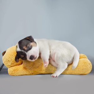 Ban đầu nhịp tim Puppy cho chó Pet lo lắng cứu trợ và làm dịu Viện trợ thoải mái Dog đồ chơi cho hành vi đào tạo trong Biscuit - Product Image 3